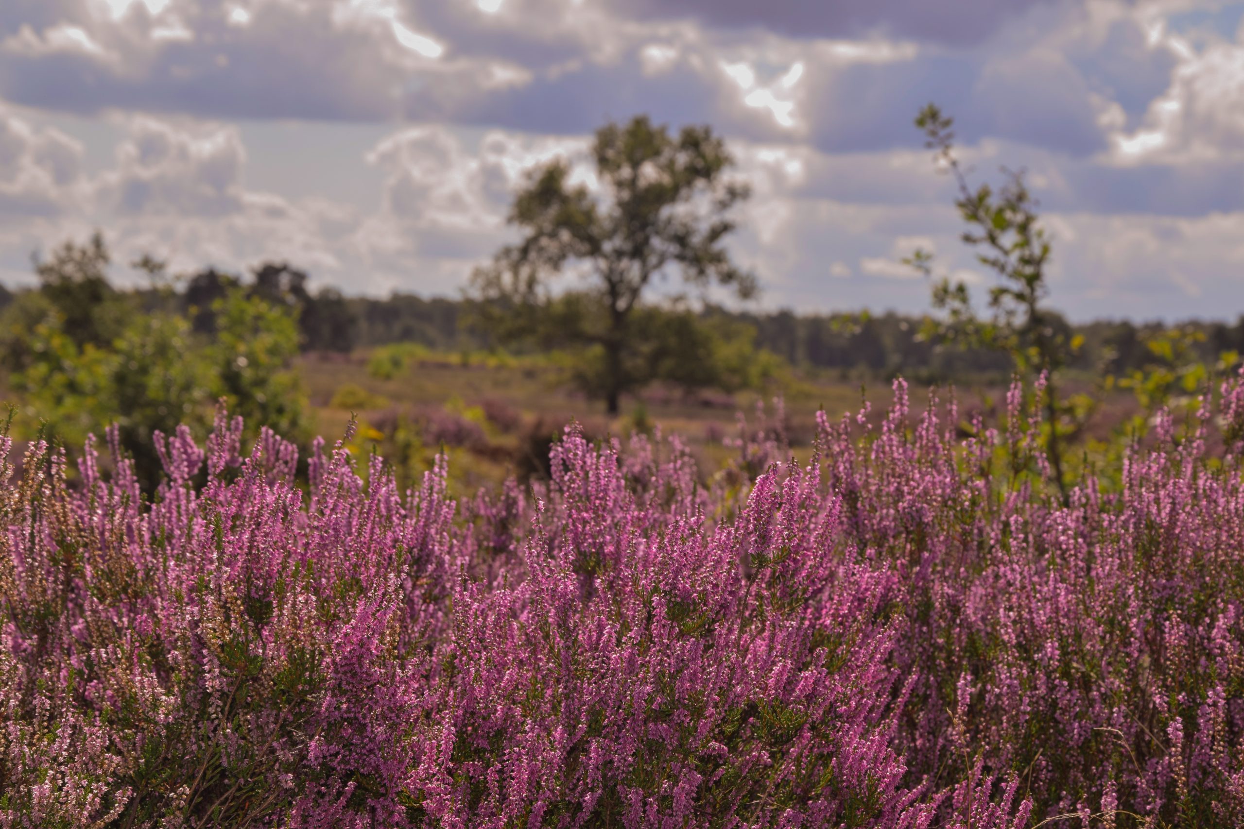 nationaal pakr hoge veluwe