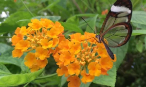 Vlinderparadijs Papiliorama